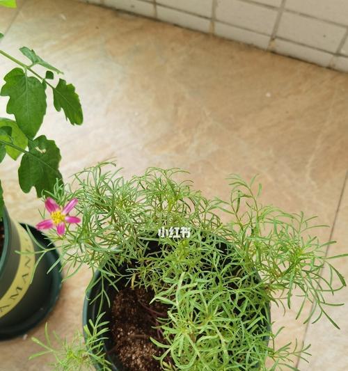 波斯菊为什么不开花？（探寻波斯菊不开花的原因）