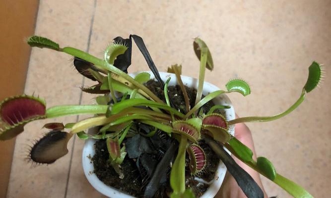 捕蝇草开花全解析（捕蝇草开花的样子、时间、频率、方法、必要性以及细节全揭秘）