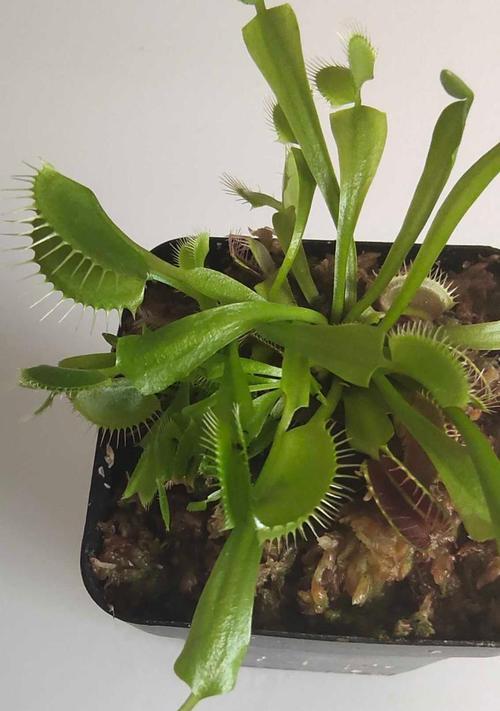选择最优秀的捕蝇草品种（从品质、生长环境和适应性等方面综合考虑）