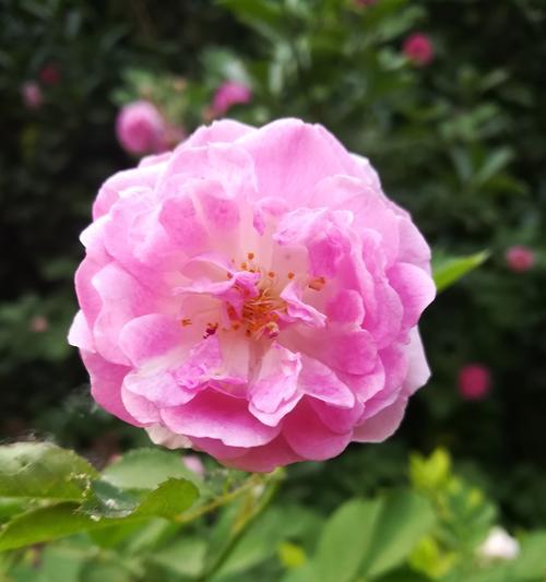 蔷薇花语色彩大揭秘（不同颜色蔷薇花的花语及含义）