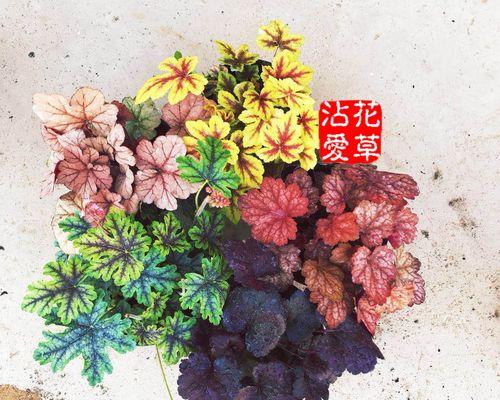 缤纷彩叶植物（探秘彩叶植物的多彩世界）