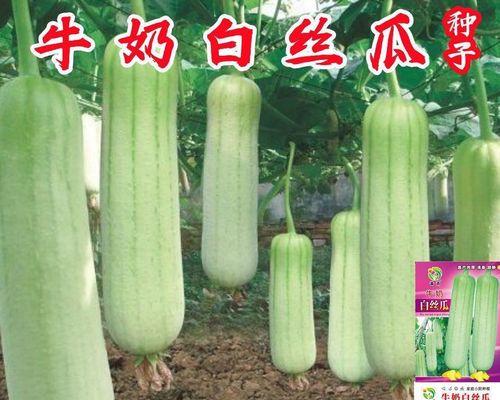 菜瓜种植的最佳时间（选择最合适的季节，获得丰收的秘诀）