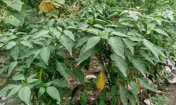 如何科学种植菜椒（菜椒种植时间、方法及注意事项）