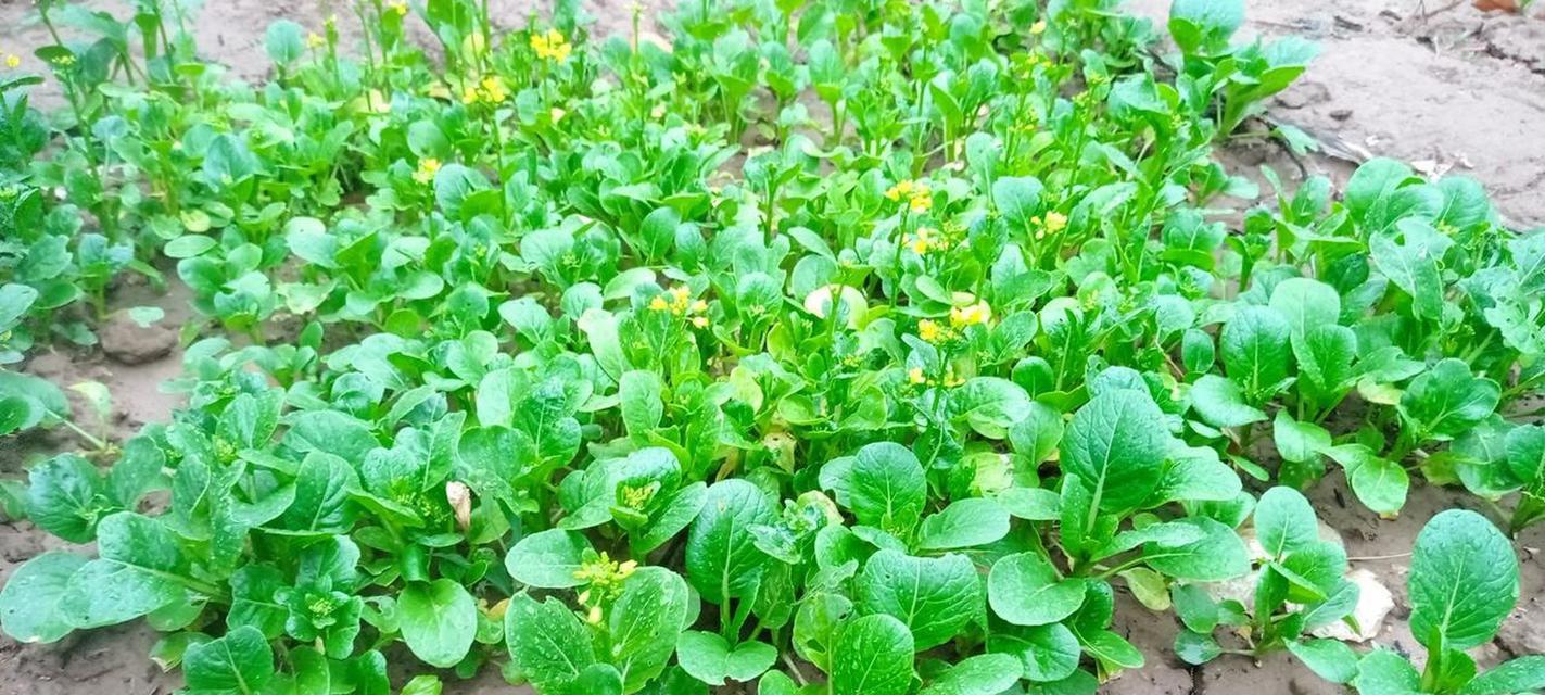 广东菜心种植全攻略（时间、方法、注意事项一网打尽）