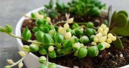 蚕豆能否在冬季生存？（了解蚕豆的适生环境和冬季管理关键）