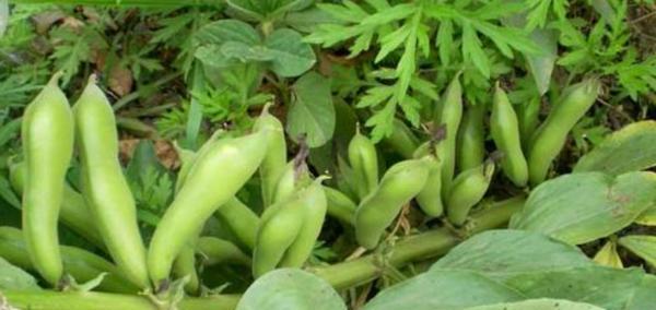 蚕豆的最佳播种时间（春季与秋季哪个时间适合种植蚕豆？）