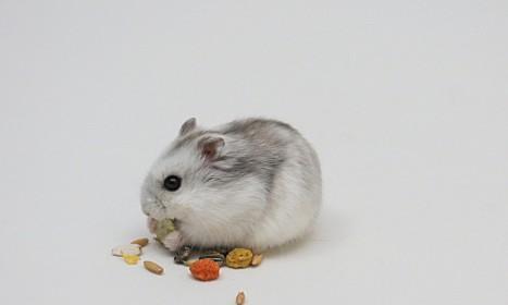 仓鼠的饮食宝典（探究仓鼠能否食用红薯的优劣和好处）