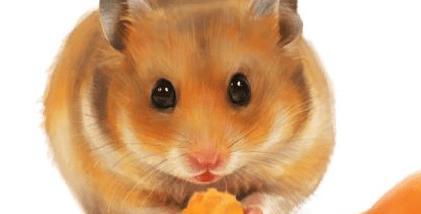 仓鼠可不可以吃苹果？（仓鼠食谱探究，了解仓鼠适宜食物）