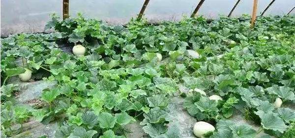苍耳子亩产量大揭秘（一亩地能收多少斤，让你惊讶不已！）