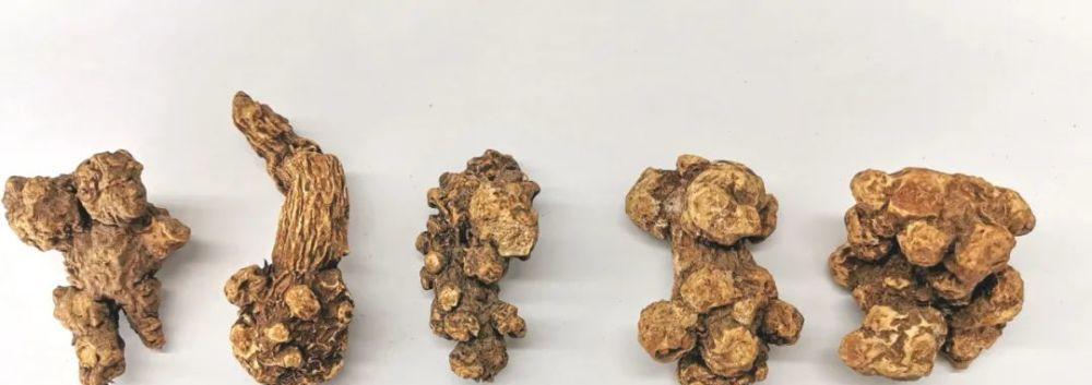 苍术之乡探秘（寻访苍术的故乡，品味最纯正的味道）