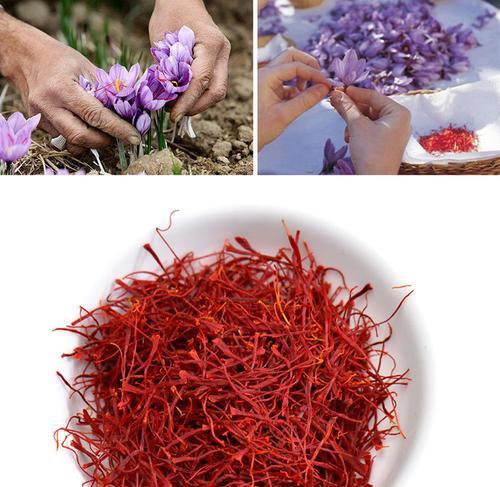 藏红花花期长短分析（探究藏红花花期的影响因素及应对方法）