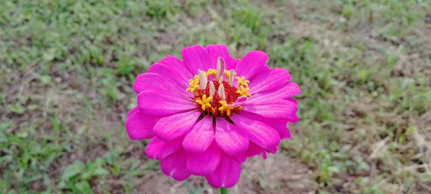 多年生宿根草本花卉的种类与养护（掌握多年生花卉养殖技巧，让你的花园生机盎然）