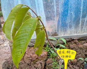草果开花不结果的原因及解决方法（掌握关键环节，让草果丰收满枝）