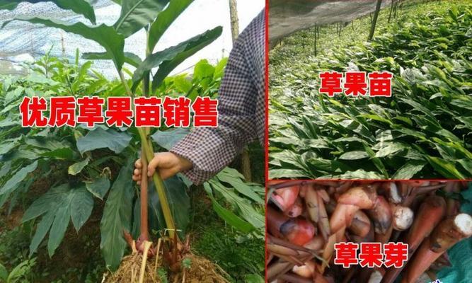 草果种植条件及生长环境要求（探究草果生长的气候、土壤、水分和光照条件）