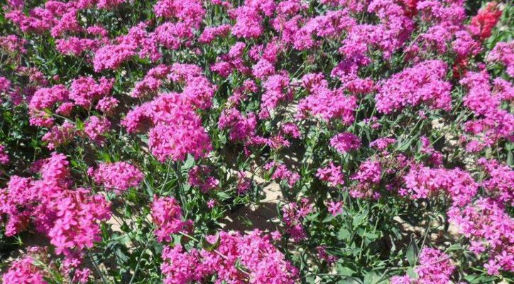 草花种子的收集与保存方法（一步步教你如何留下草花的后代）