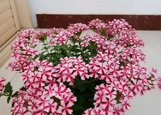 草花养护全攻略（从选择到浇水，轻松打造美丽草花）