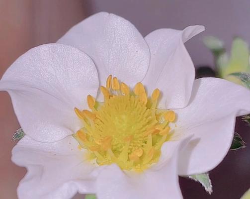 揭秘草莓花的颜色（草莓花的生长环境）