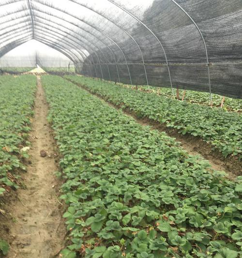 草莓苗的生长周期及栽培要点（一年一种，如何让草莓苗茁壮成长？）