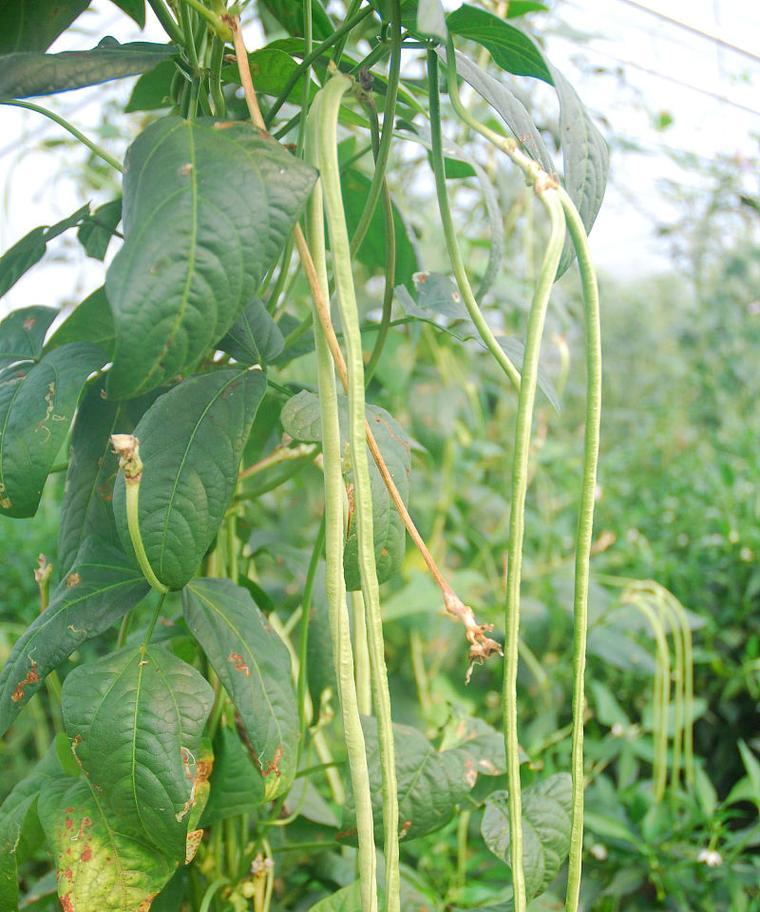 豆角病虫害的防治技术与方法措施（从源头控制，科学防治豆角病虫害）