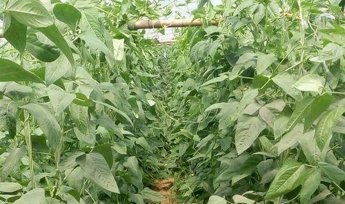 无架豆角的种植技巧（掌握这些技巧，让你轻松种植无架豆角）