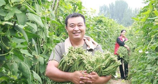 南方豆角的种植时机与注意事项（不同月份的南方豆角种植方法及养护技巧）