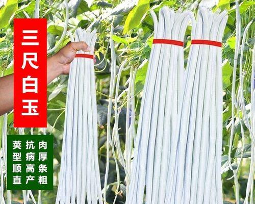 豆角的播种时间与技巧（从种子的选取到土壤的准备）
