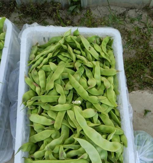 豆角成熟期及采摘时间（了解豆角成熟期，丰收更轻松）