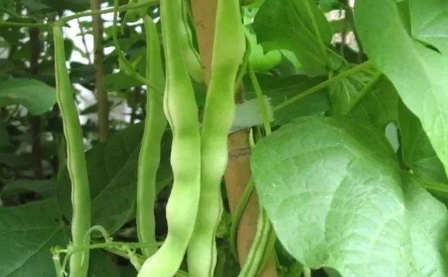 豆角果实的探究（豆角的真正身份与生长过程）