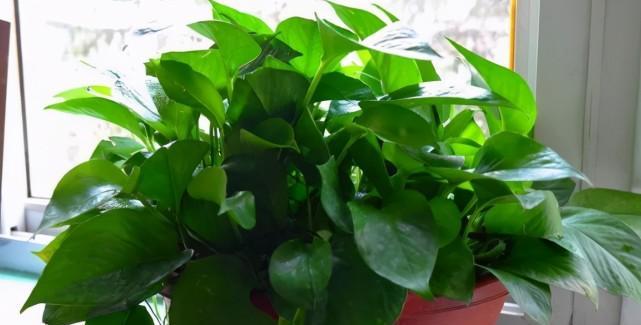 豆渣水，神奇的植物营养液（适合浇什么花？如何制作？功效与注意事项）