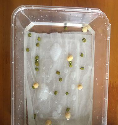 豆子发芽的奥秘（探究豆子发芽过程的原理和影响）