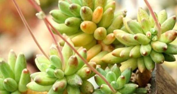 多肉养殖方法与注意事项（打造多肉世界，把握养殖关键）