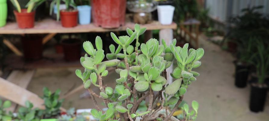 多肉植物养护指南（让你轻松养活多肉植物）