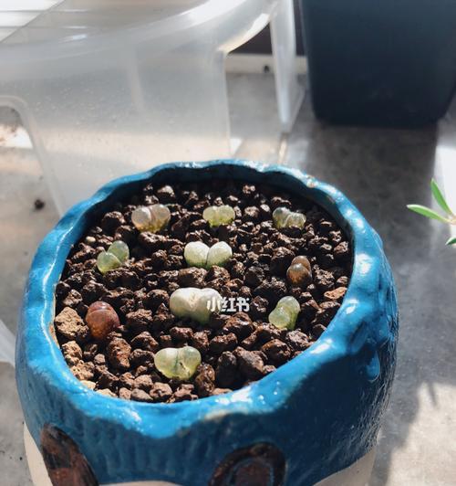 多肉生石花繁殖方法与注意事项（培养你自己的多肉小园林，一步步教你如何繁殖多肉生石花）