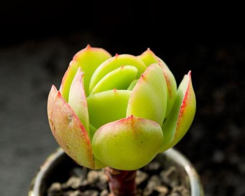 多肉植物究竟是什么？（揭开多肉植物的神秘面纱，了解其真正身份）