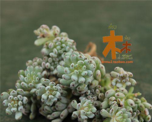 多肉植物到底是花还是草？（解密多肉植物的生物分类及特征）