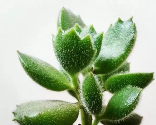 多肉植物（揭开多肉植物的真面目，一探其种子植物身份）
