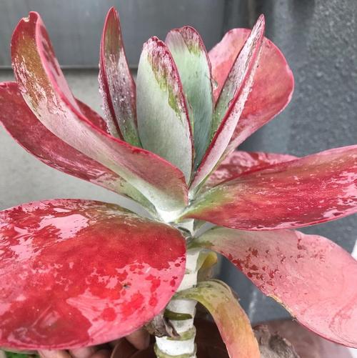 如何养护多肉唐印，让它红艳绽放（打造红色多肉盆景的秘诀，唐印养护全攻略）