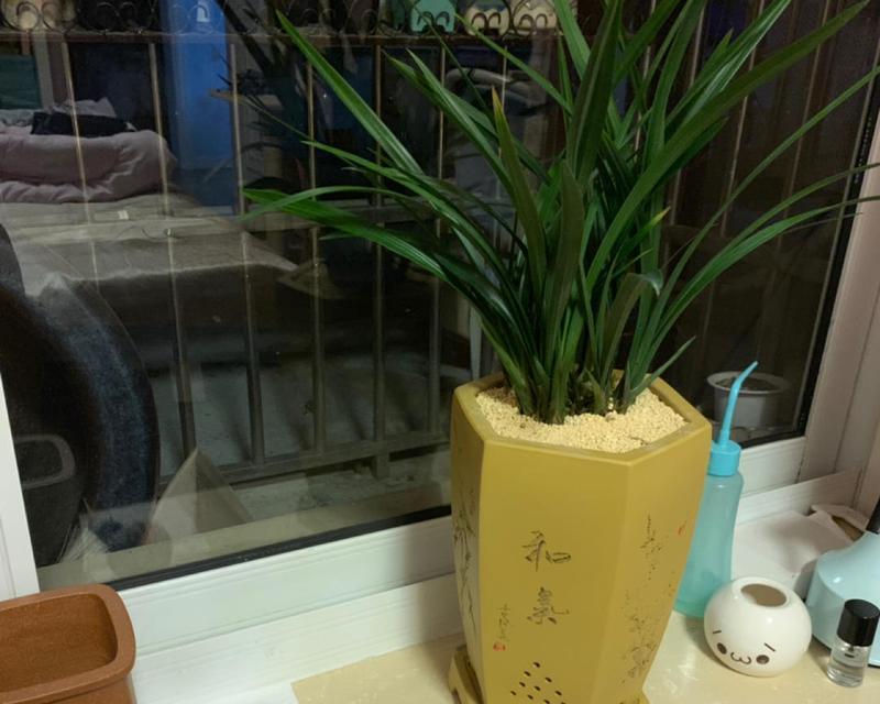 多肉土可否种兰花？（探究多肉土的特性及其对兰花种植的影响）