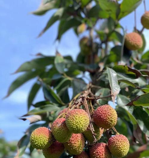 海南荔枝上市时间及成熟周期（解析荔枝树的生长特点和上市流程，探讨海南荔枝的美食文化）
