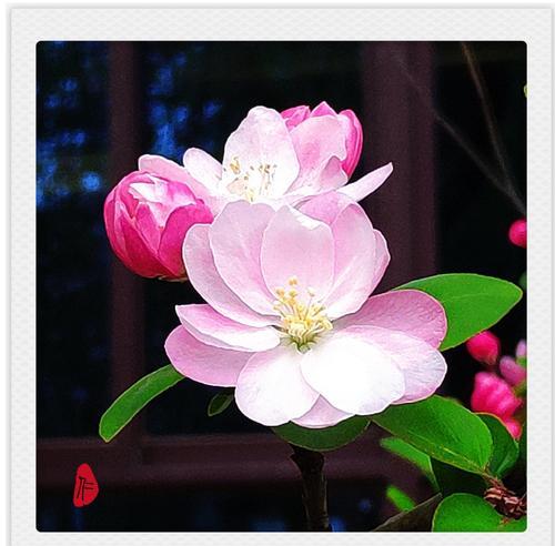 海棠花的花苞生长过程（从芽到花苞，观察海棠花的变化）