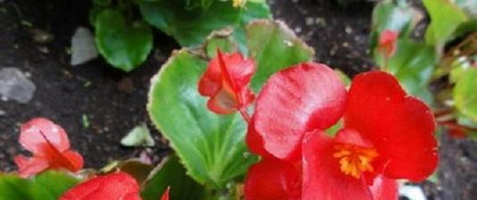 海棠花的根系解析及其生态适应性（海棠花的根系解析及其生态适应性）