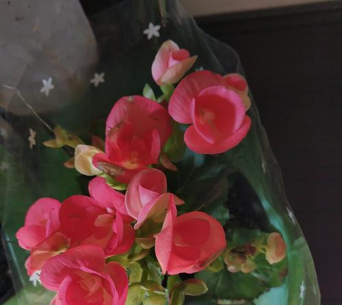 海棠花适合种在哪个尺寸的盆中？（大盆还是小盆更适合海棠花生长？）