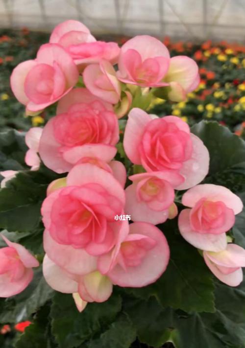海棠花栽培指南（土种植选择与养护技巧）