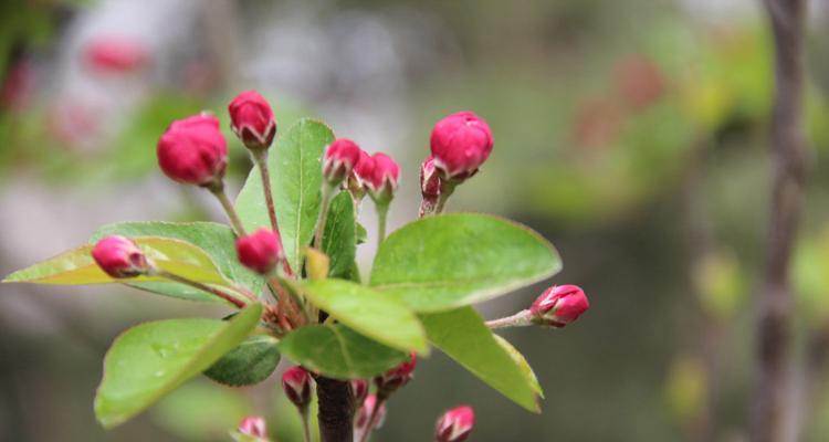 如何选择最适合种植的海棠树品种（从九重海棠到湖南海棠，探索最优品种）