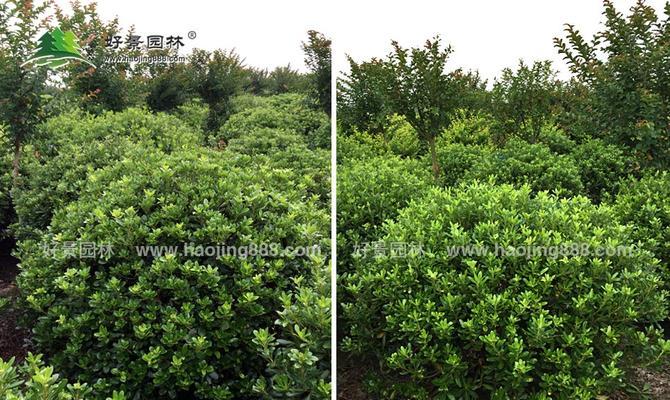 海桐属于哪类植物？——解析海桐的植物特征（探究落叶植物的生态特性，揭示海桐的神秘面纱）