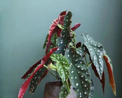 海芋与竹芋——哪个更适合室内养？（比较室内养海芋和竹芋的优缺点，选择更适合的植物）