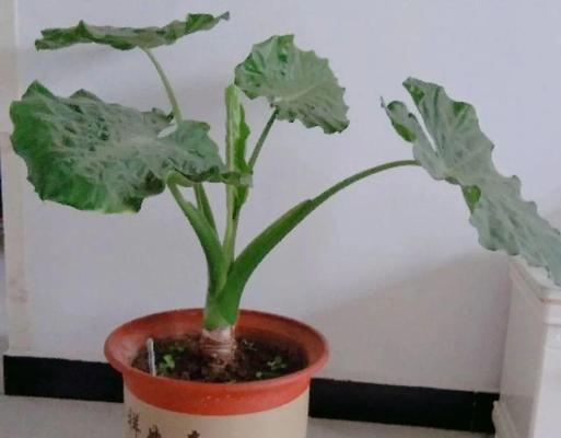 海芋——一种优秀的空气净化植物（探究海芋对甲醛净化的作用）