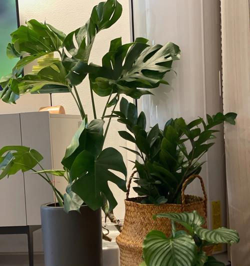 与龟背竹相似的植物剖析（探寻相似之处，发现不同之美）