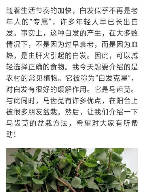 探秘与马齿苋相似的草（发现“马齿苋二号”的神秘面纱）