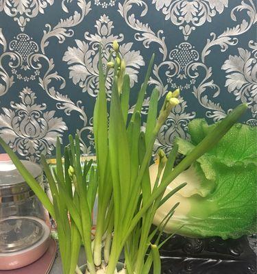 探寻和水仙花相似的神秘植物（探索它们的外貌、特性和生长环境）